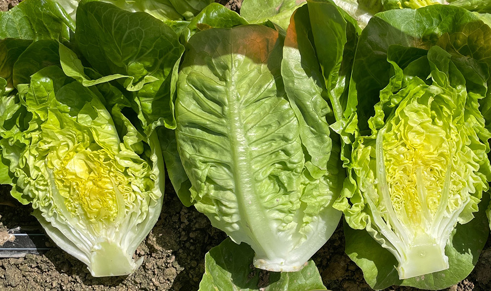 Lechuga Little Gem Alquijote