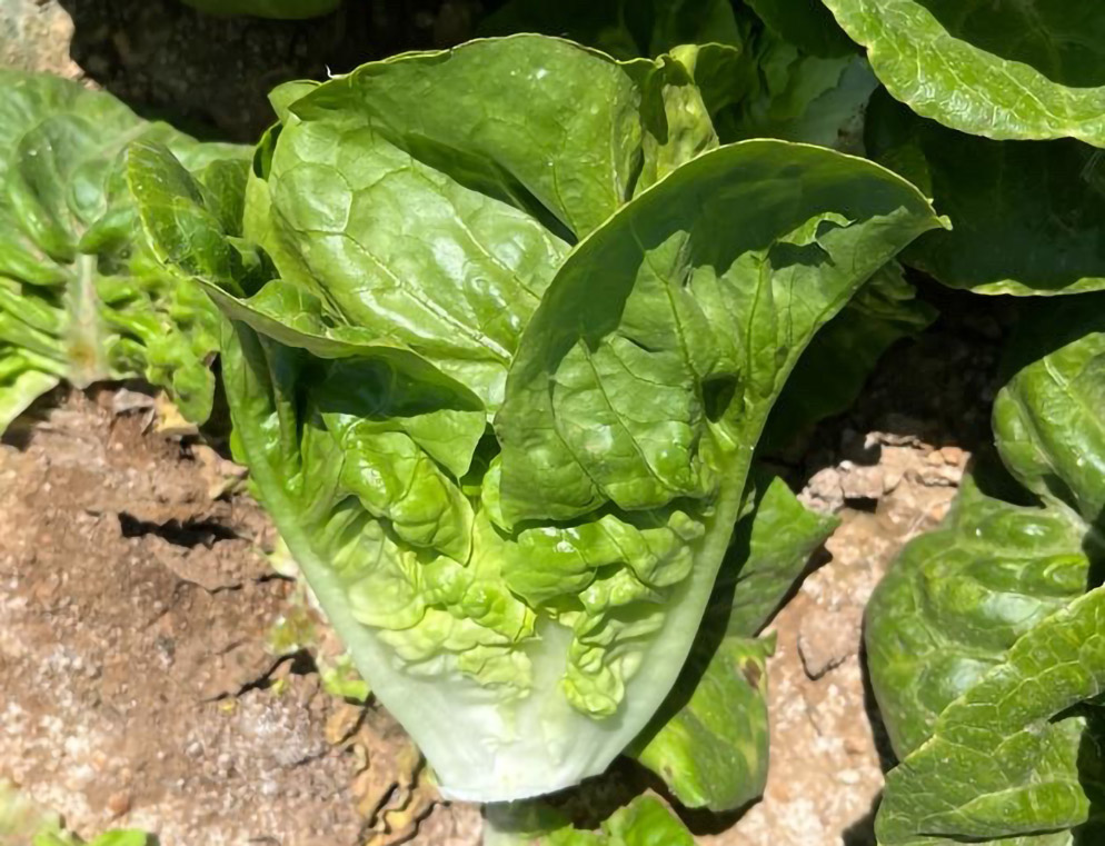 Lechuga Little Gem Alquijote