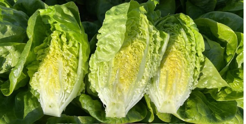 Lechuga Little Gem Antuza