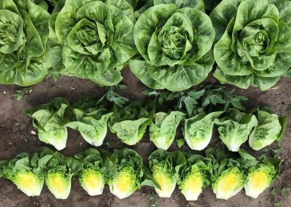 Lechuga Little Gem Barrameda