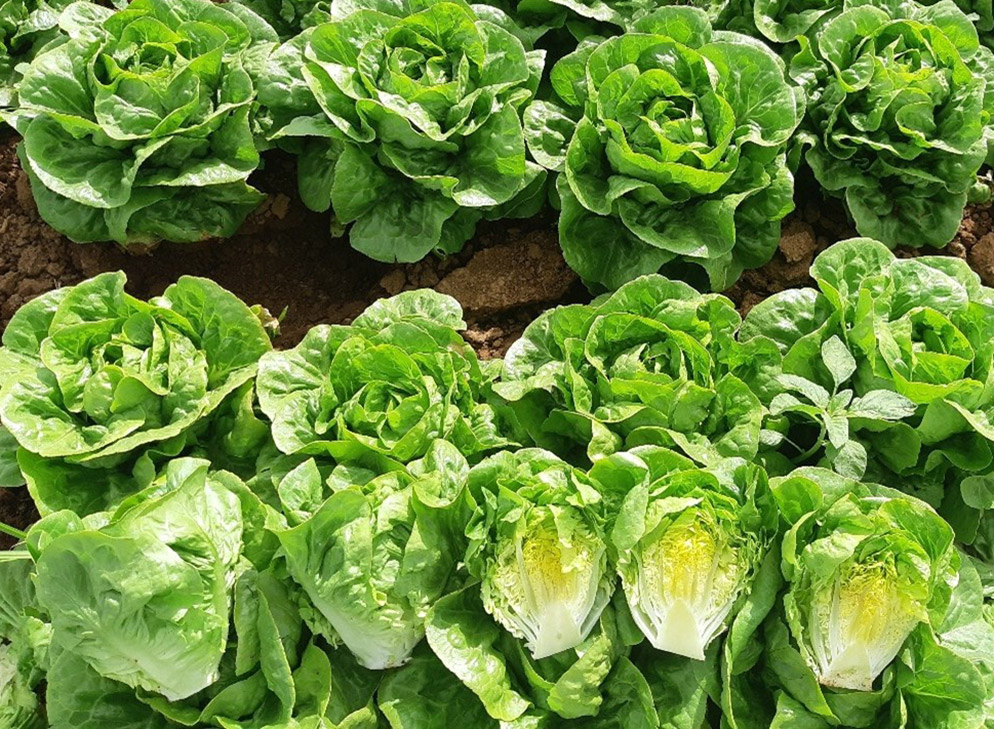 Lechuga Little Gem Churruca