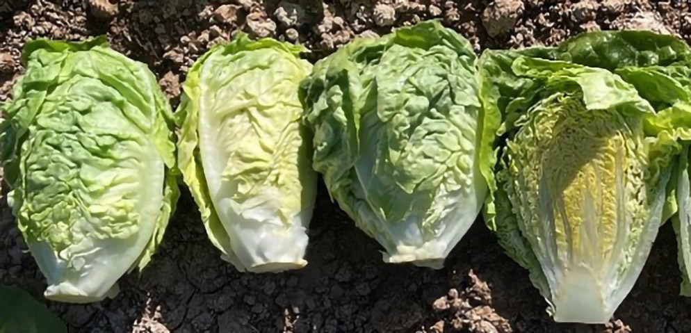 Lechuga Little Gem Damburita