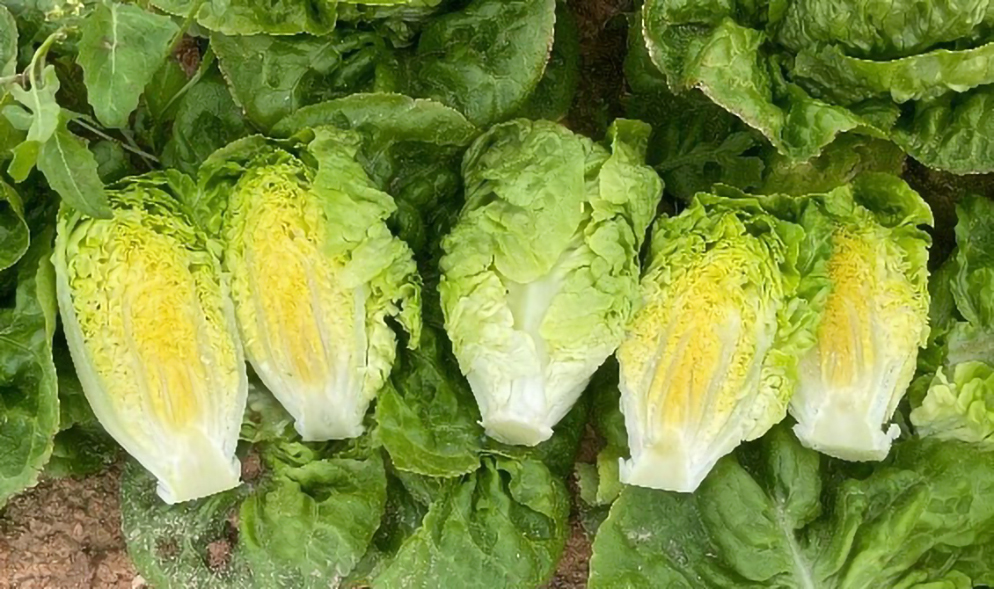 Lechuga Little Gem E01G.13114