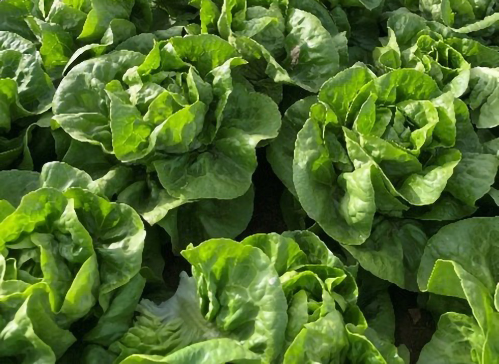 Lechuga Little Gem E01G.13114