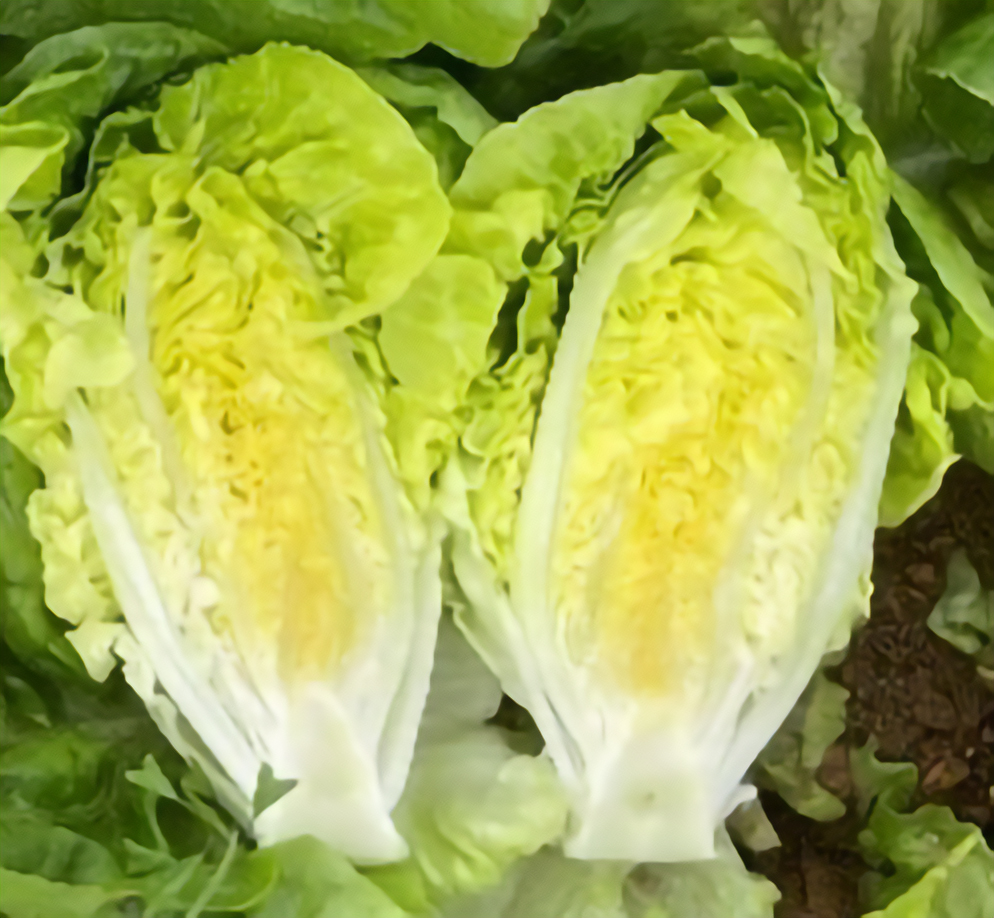 Lechuga Little Gem E01G.13115