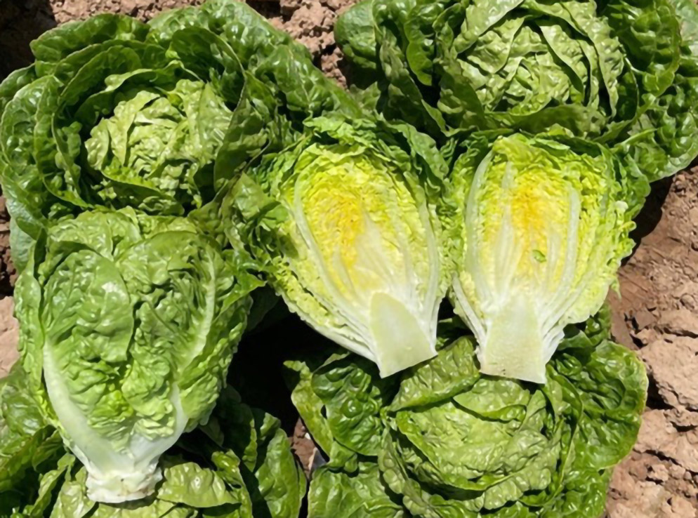 Lechuga Little Gem E01G.13380