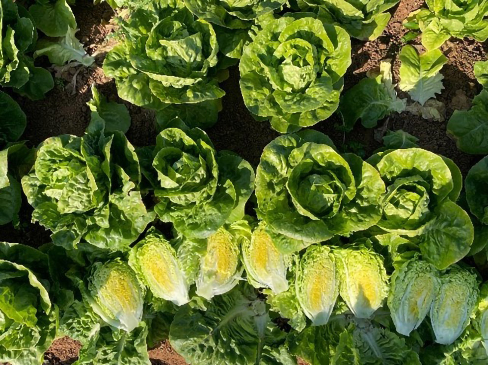 Lechuga Little Gem Montesina