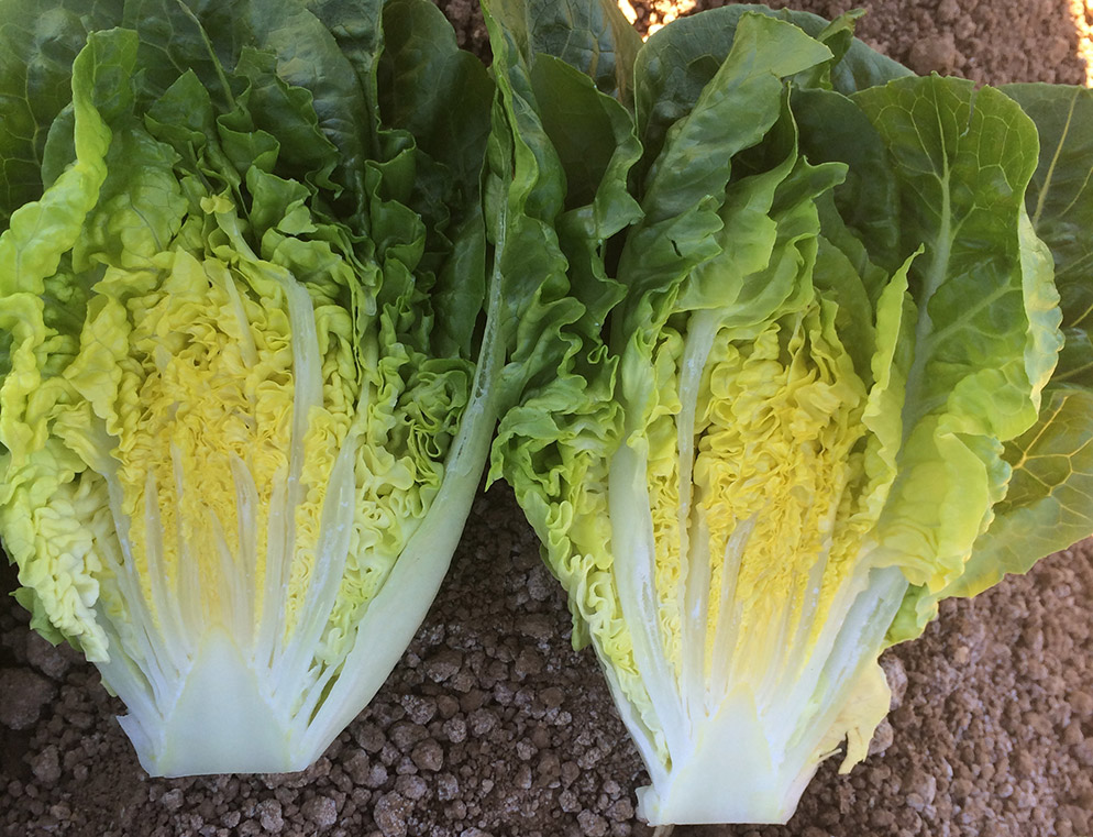 Lechuga Mini Romana Xisca