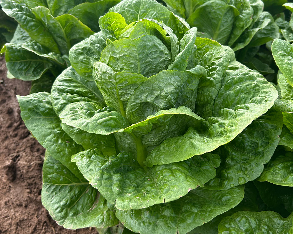 Lechuga Romana Airton