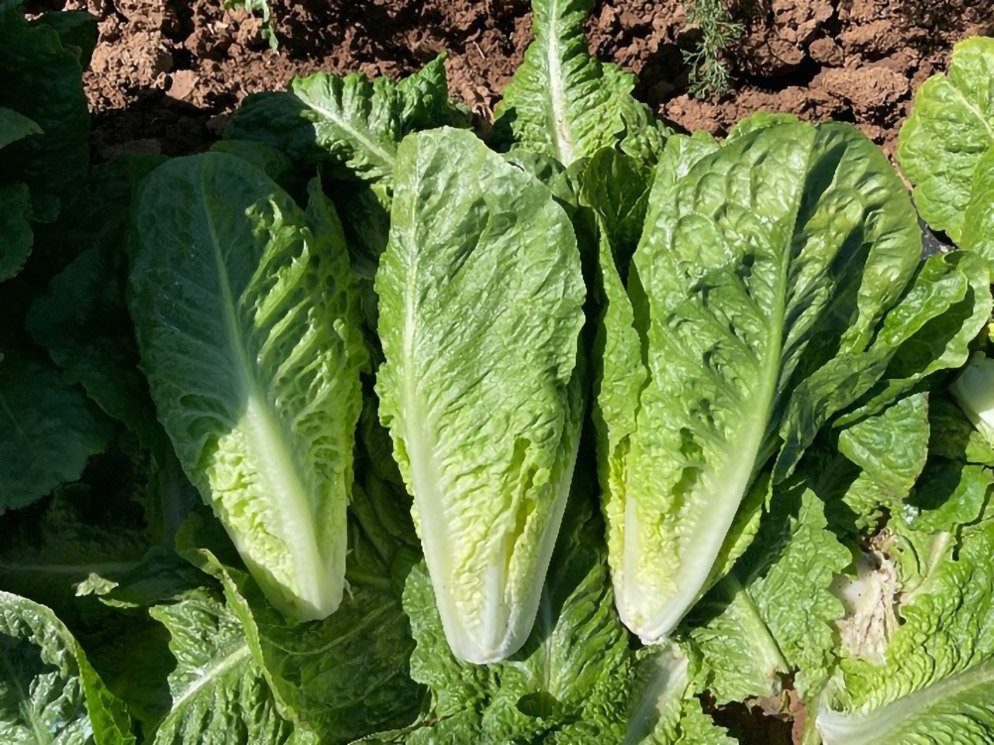 Lechuga Romana Ballezta