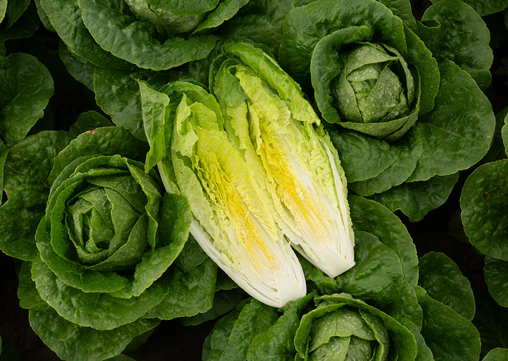 Lechuga Romana Campbelle