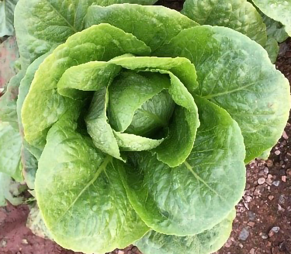 Lechuga Romana Coliseum