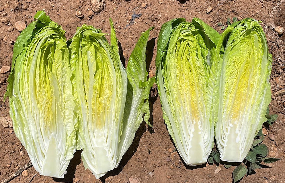 Lechuga Romana E01G.13075