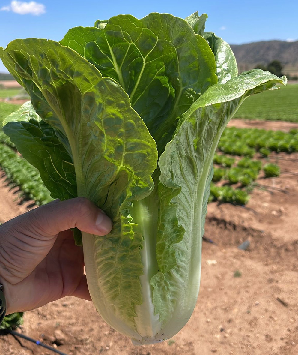 Lechuga Romana E01G.13075