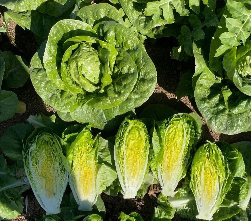 Lechuga Mini Romana Xaranga