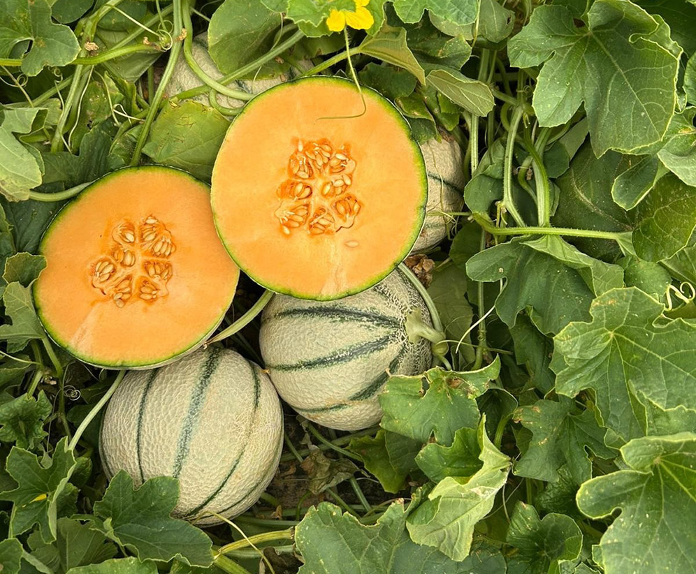 MelonCantaloupe  E25S.01500