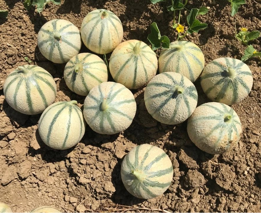 Melon Charentais Pleiade