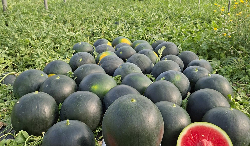 Watermelon Sugar Baby E26S.00196