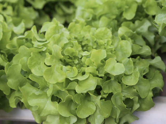 Lechuga hoja de roble Vizir - de Enza Zaden