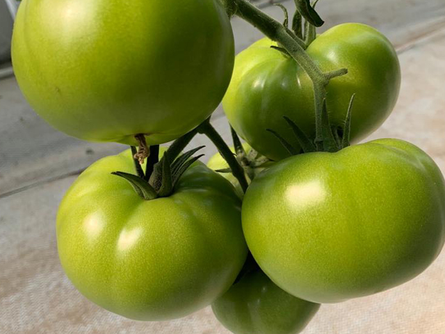 Tomate Arkoi HREZ
