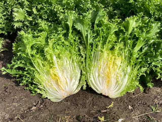 curly endive 