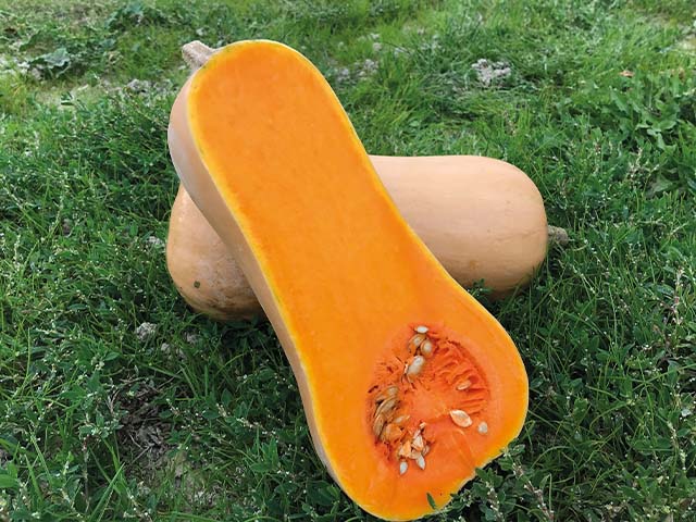 Butternut Vaiana