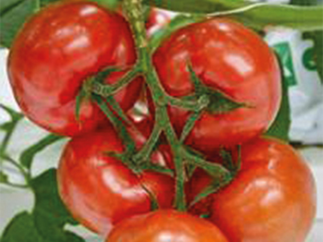 Tomato Rhodium