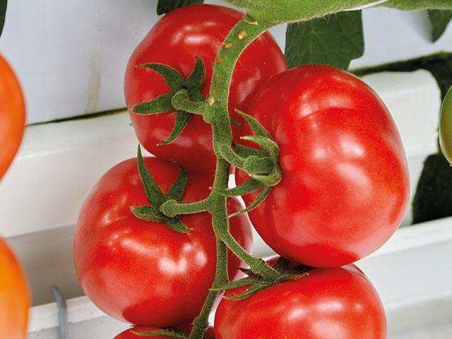 tomato tobinaro