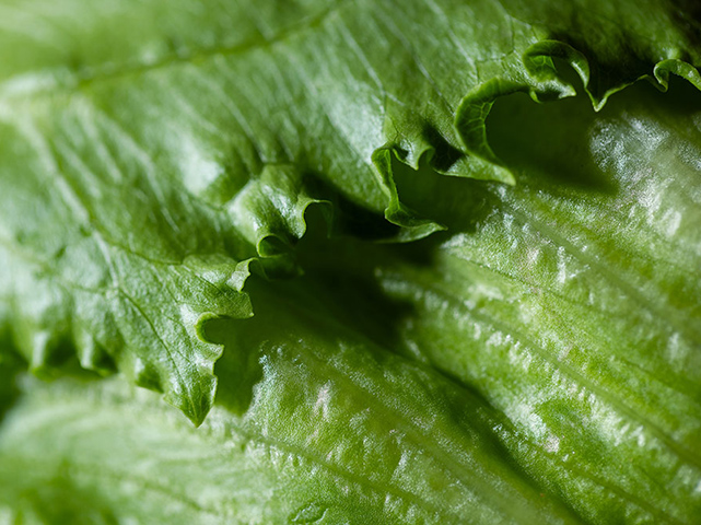 feuille de laitue iceberg en gros plan