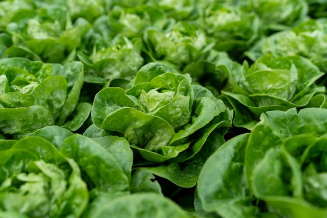 Little gem lettuce Niamh