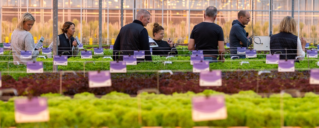 Plusieurs visiteurs, hommes et femmes, regardent des laitues cultivées en hydroponie dans une serre. Le nom de chaque variété est indiqué sur une étiquette violette et blanche.