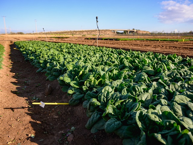 Frontier F1 in a field