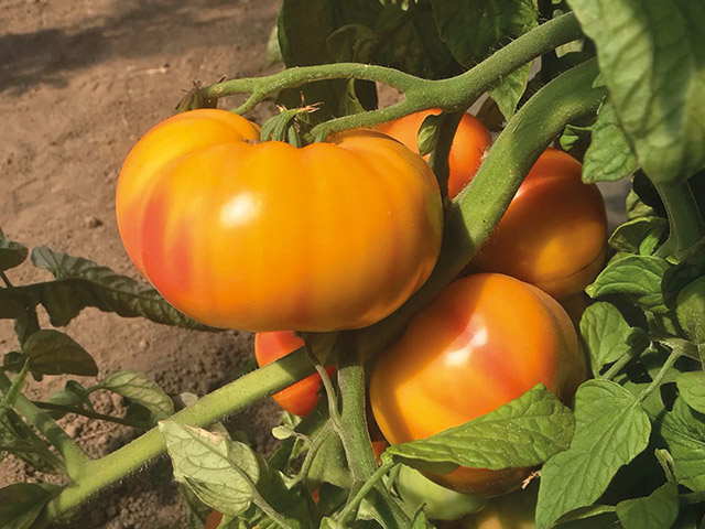 Tomate Ginfiz F1: Nouvelle variété tomate typologie ananas, précoce et générative
