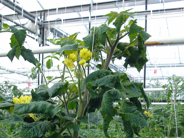 Porte-greffe de force moyenne, parfait pour une utilisation avec des variétés plus vigoureuses ou dans des conditions "végétatives".