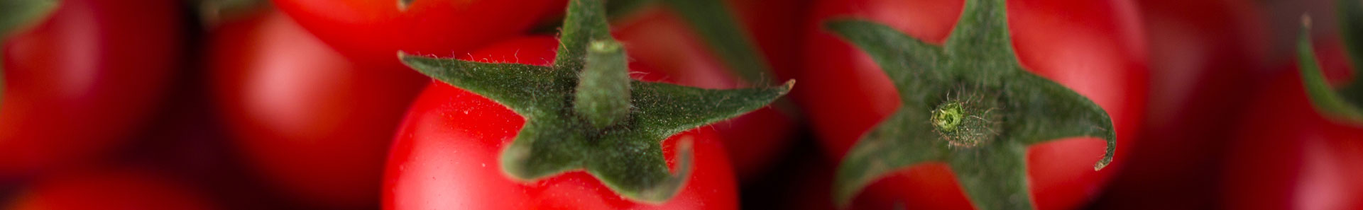 Close up of multiple cherry tomatoes