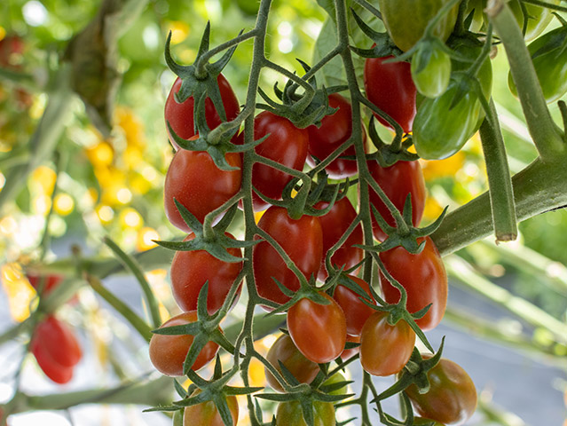 Pascua F1 - La Tomate Cerise Allongée : Production et goût Assurés