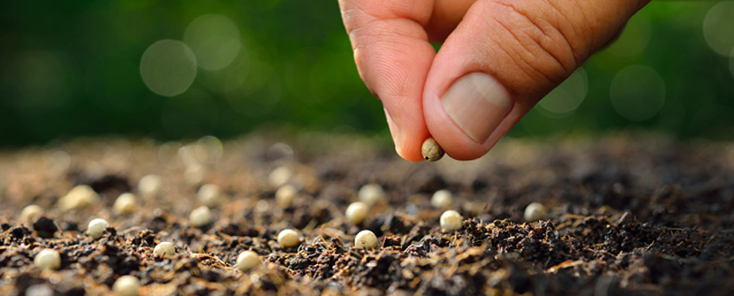 Entrepreneurship: hand planting seed