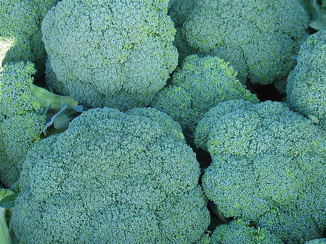Broccoli Corato