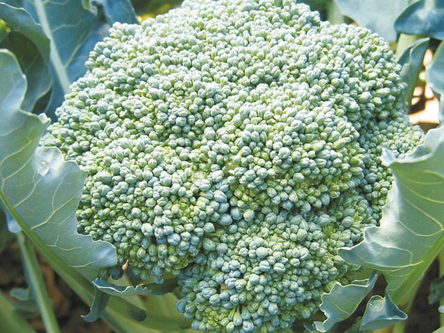 Broccoli Quinta