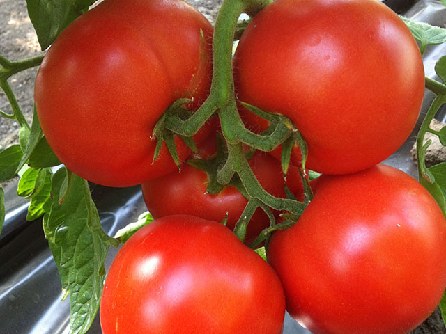 Купить семена помидор | томатов Лоджейн F1 в Казахстане – Продажа .