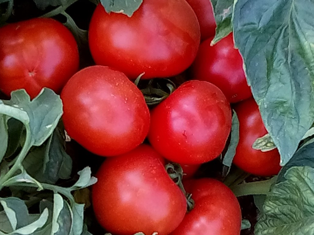Купить семена помидор | томатов Агилис F1 в Казахстане – Продажа .