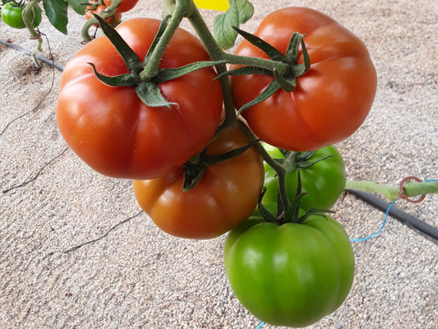 Beef tomato Forzudo