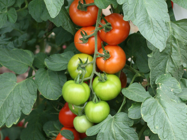 Beef tomato Guinea on the plant