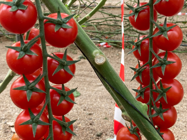 Cherry tomato Baffin