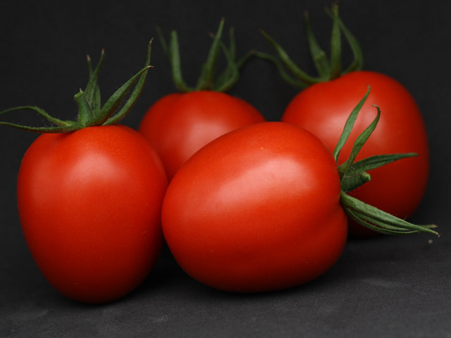 Plum tomato E15H.51357 fruit