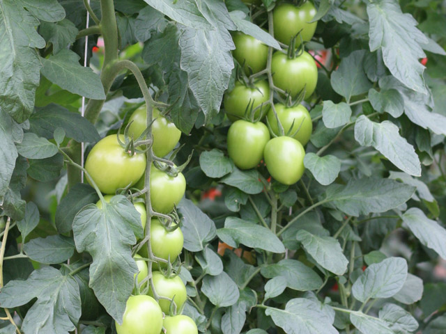 Plum tomato E15H.51357 on the plant