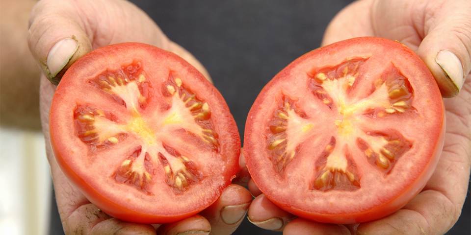 Grosse tomate coupée en deux et présentée dans les mains