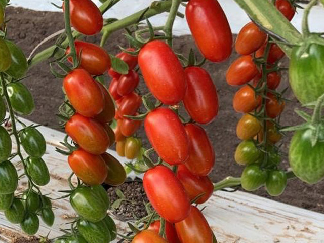 Pascua F1 - La Tomate Cerise Allongée : Production et goût Assurés