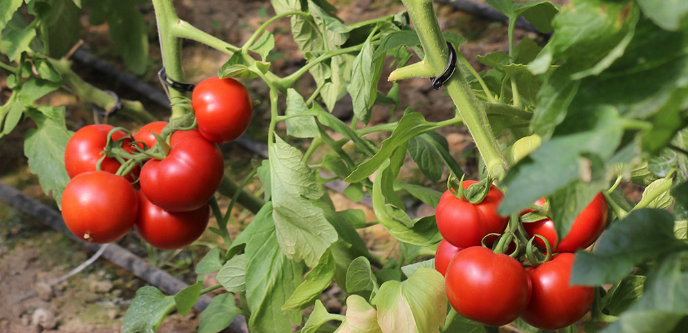 Tomato beef Elpida