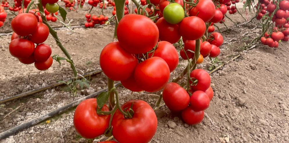 Beef tomato Farasan
